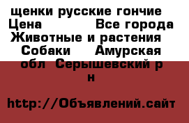 щенки русские гончие › Цена ­ 4 000 - Все города Животные и растения » Собаки   . Амурская обл.,Серышевский р-н